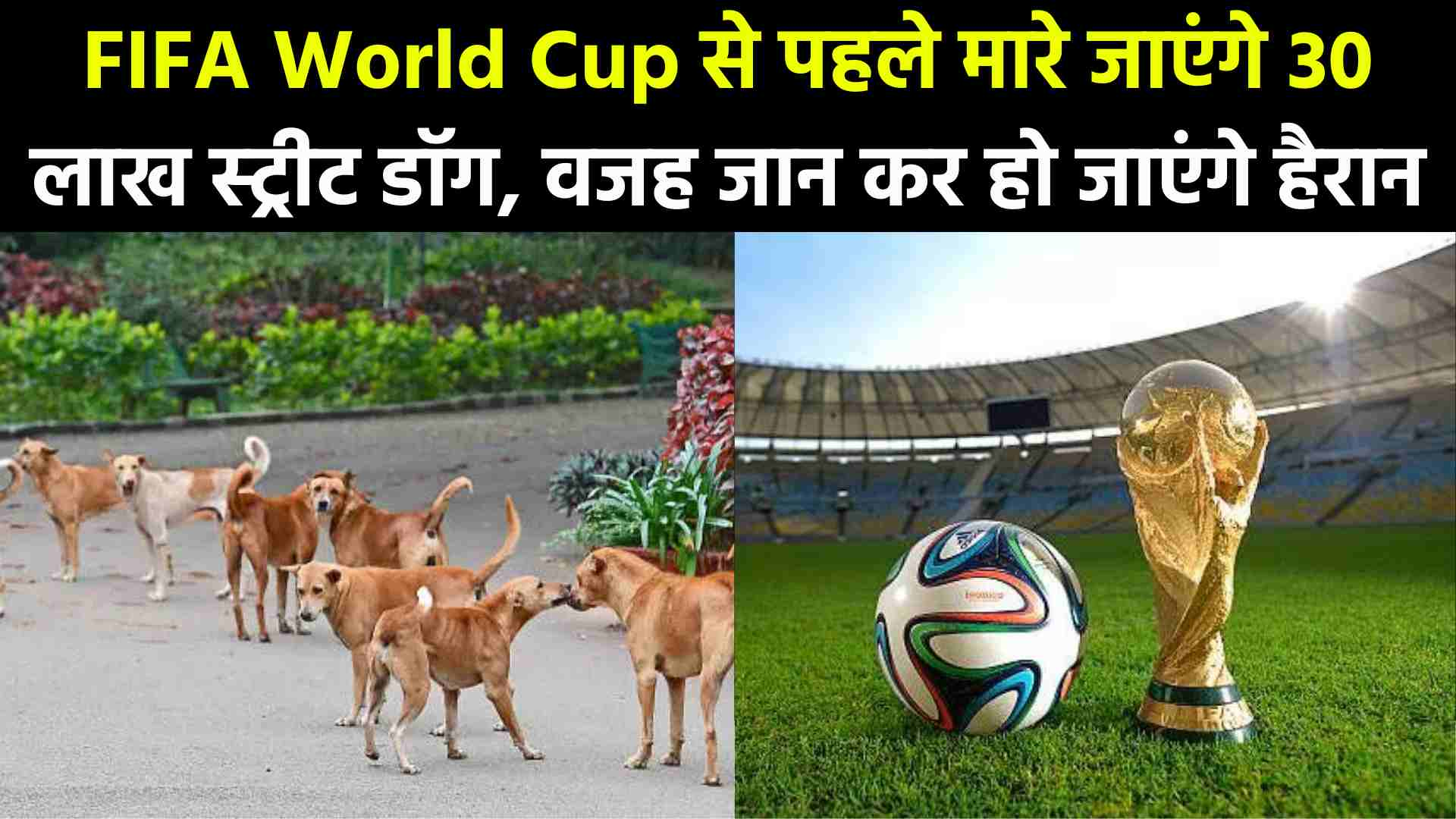 FIFA World Cup से पहले मारे जाएंगे 30 लाख स्ट्रीट डॉग, वजह जान कर हो जाएंगे हैरान